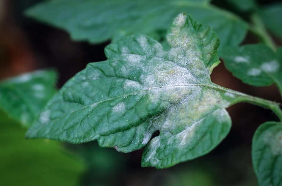 hibiscus fungal disease