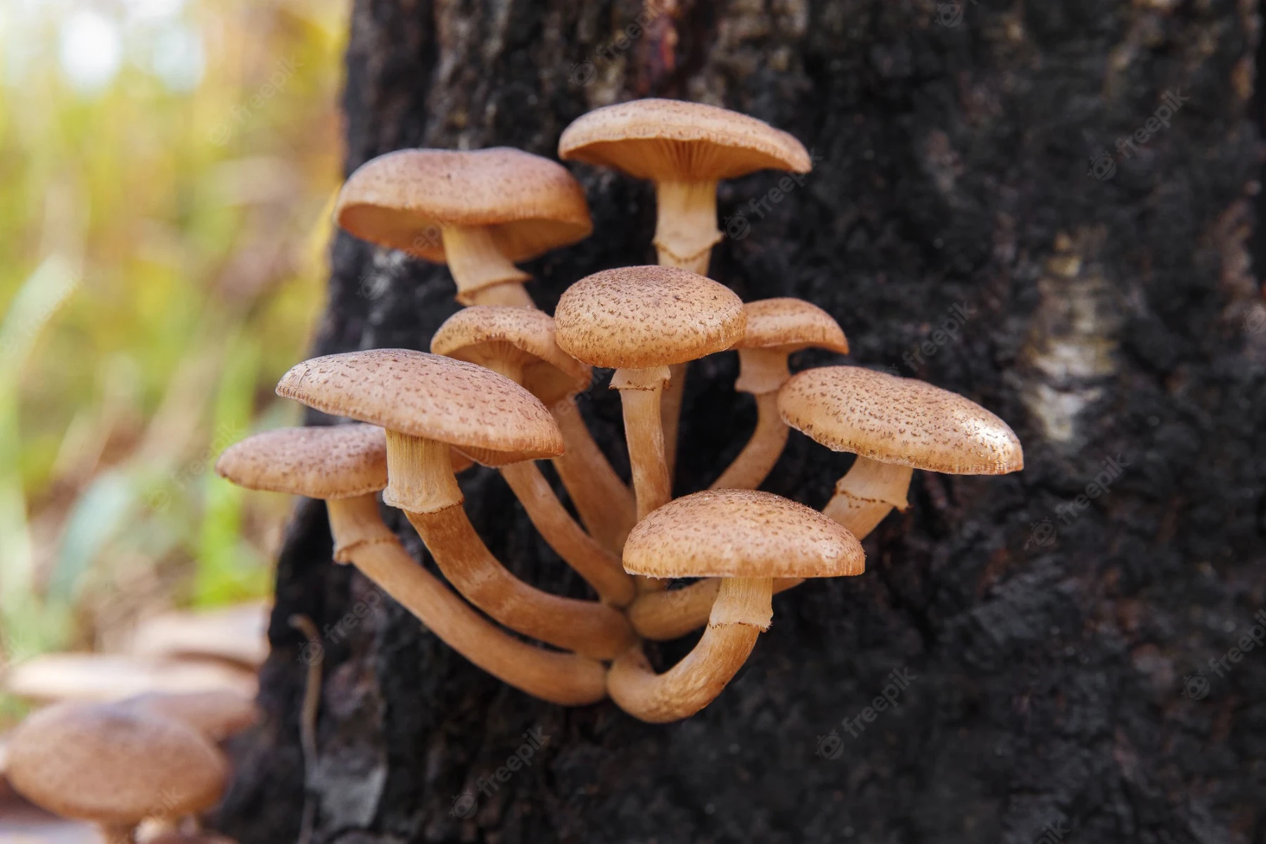 hibiscus fungal disease