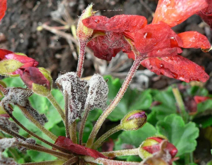 hibiscus fungal disease