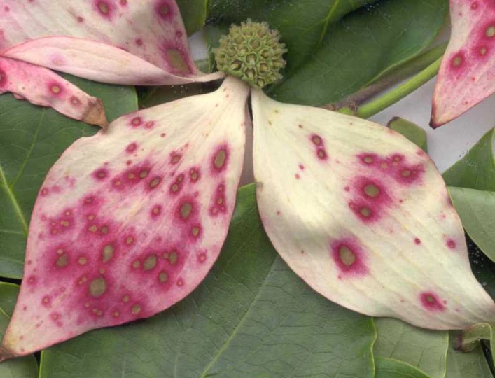 hibiscus fungal disease