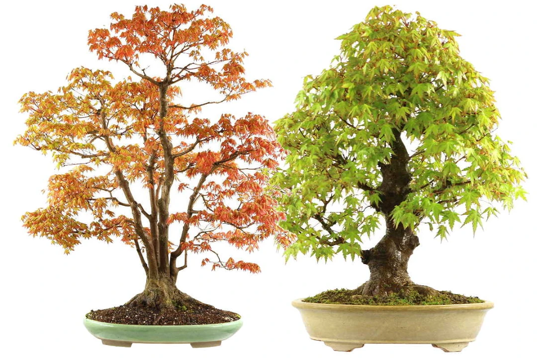 Colorful Bonsai Trees