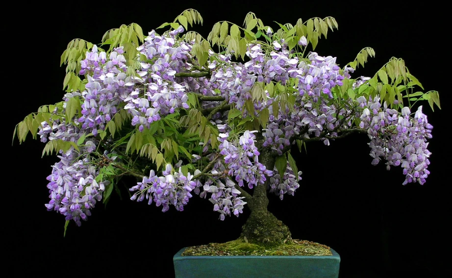 Colorful Bonsai Trees