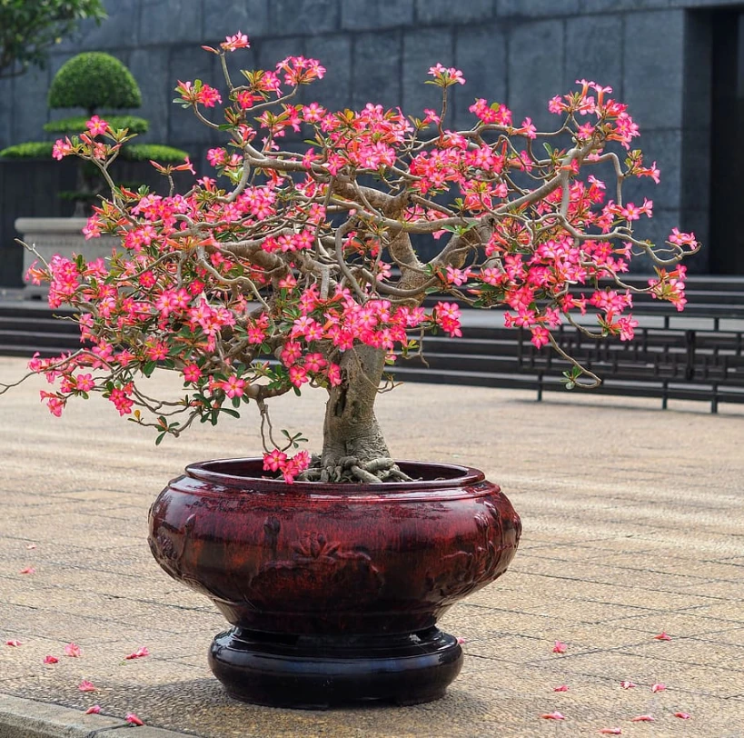 Colorful Bonsai Trees