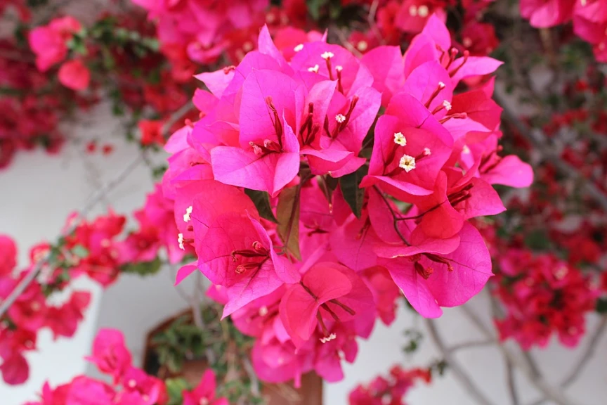 Colorful Bonsai Trees