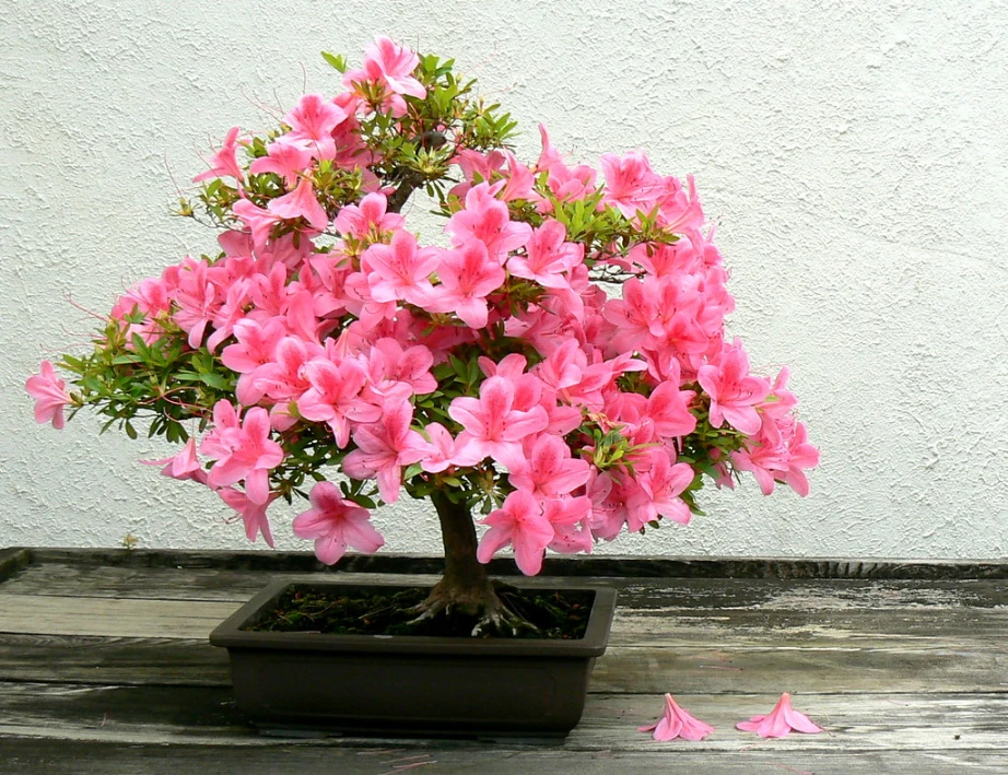 Colorful Bonsai Trees