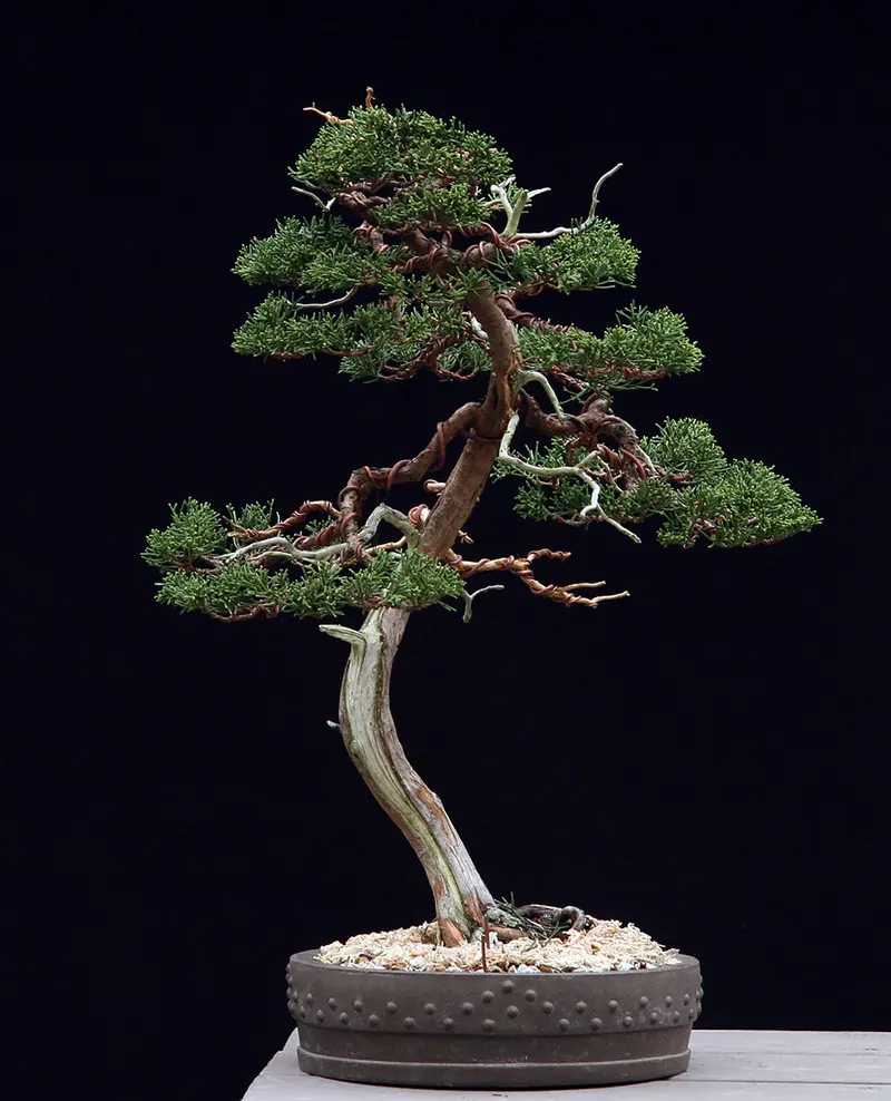 literati bonsai style