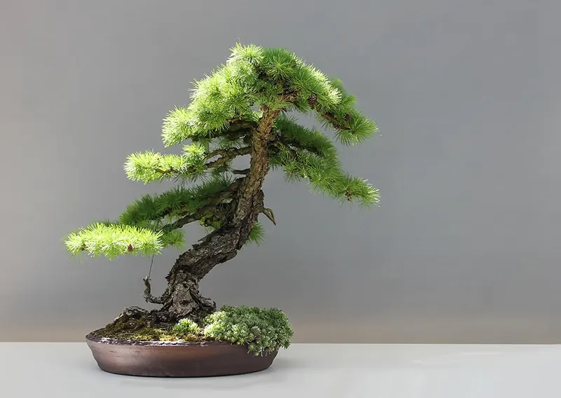 literati bonsai style