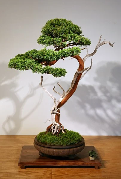 literati bonsai style