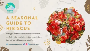 hibiscus seasonal guide