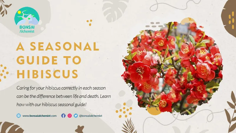 A Seasonal Guide to Hibiscus