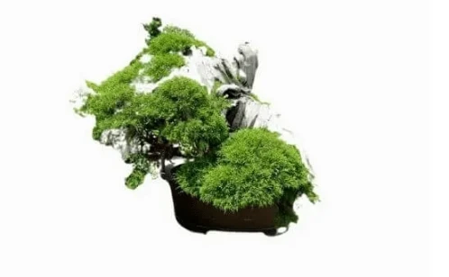 most valuable bonsai
