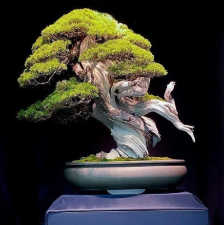 most valuable bonsai