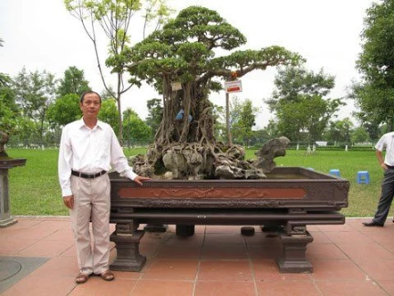 most valuable bonsai