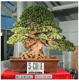 most valuable bonsai