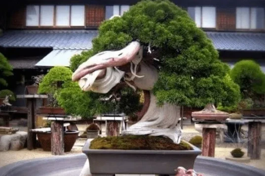 most valuable bonsai