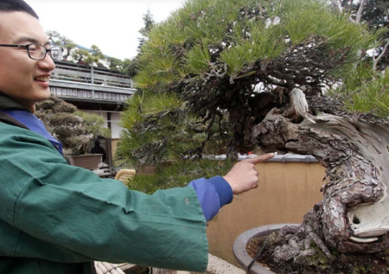 most valuable bonsai