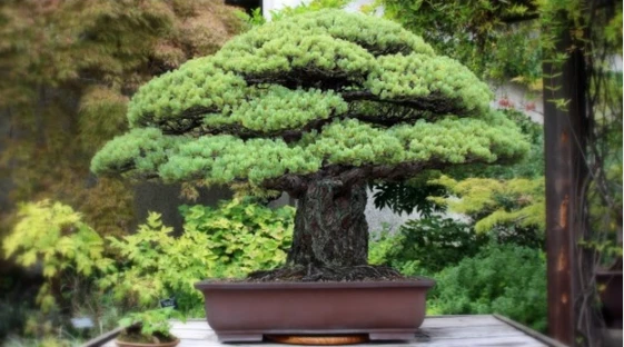 most valuable bonsai