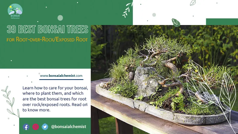 39 Best Bonsai Trees for Root-over-Rock/Exposed Root