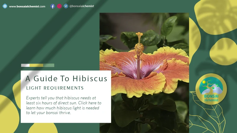 A Guide To Hibiscus Light Requirements