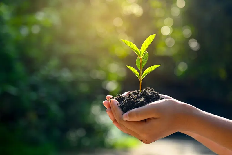 Bonsai Tree Seedling Care