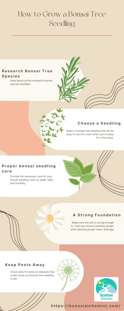 Bonsai Tree Seedling Care