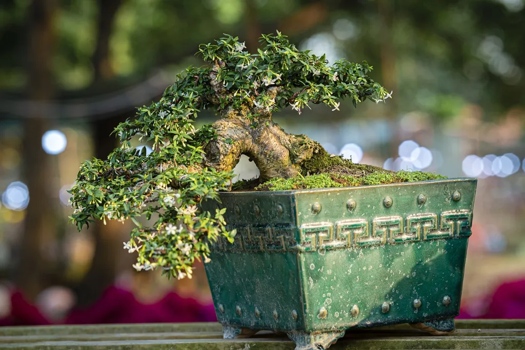 Bonsai Tree Seedling Care