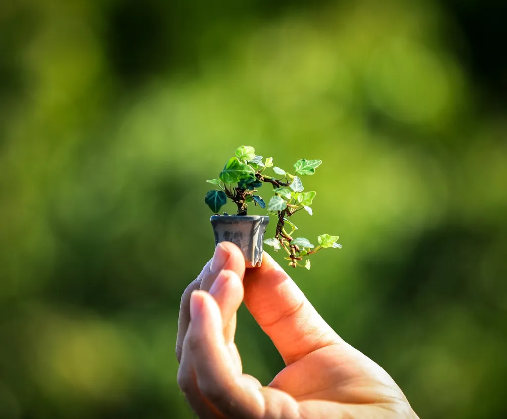 Bonsai Tree Seedling Care