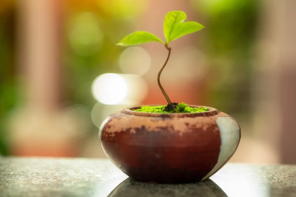 Bonsai Tree Seedling Care