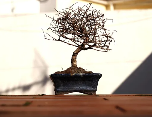 Bonsai Tree Seedling Care