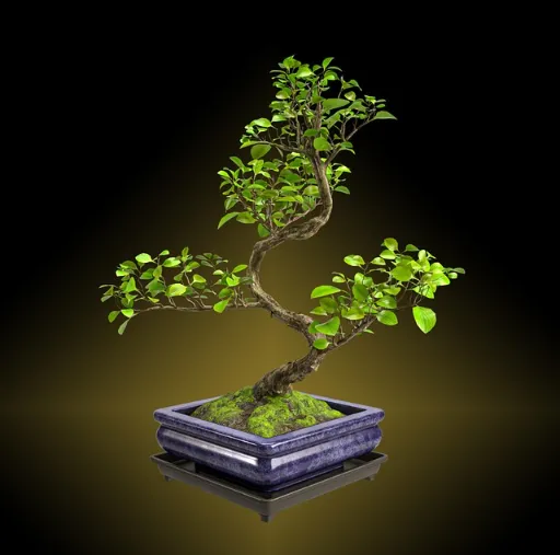 Bonsai Tree Seedling Care