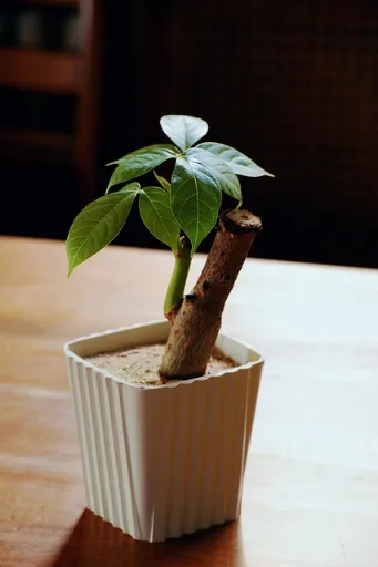 Bonsai Tree Seedling Care