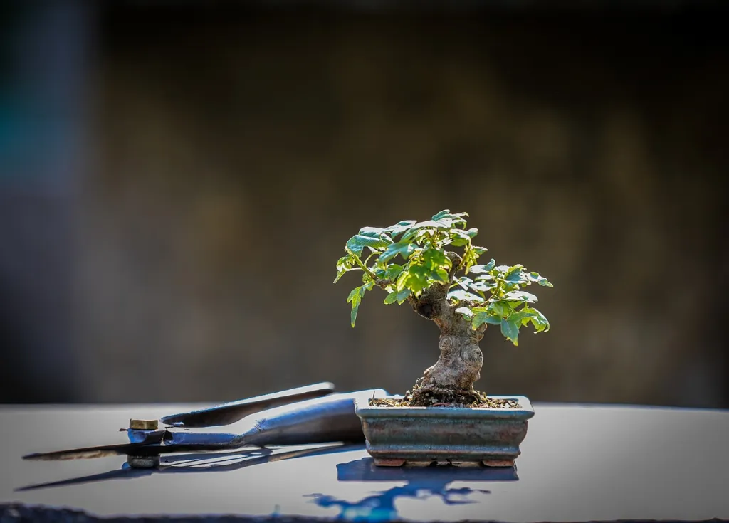 Bonsai Tree Seedling Care