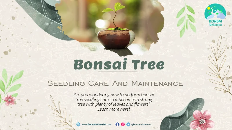 Bonsai Tree Seedling Care