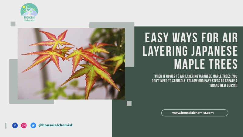 air layering japanese maple trees