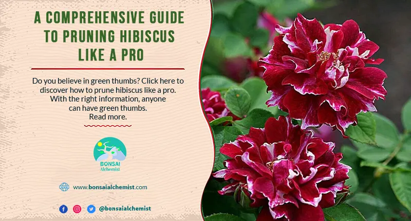 how to prune hibiscus