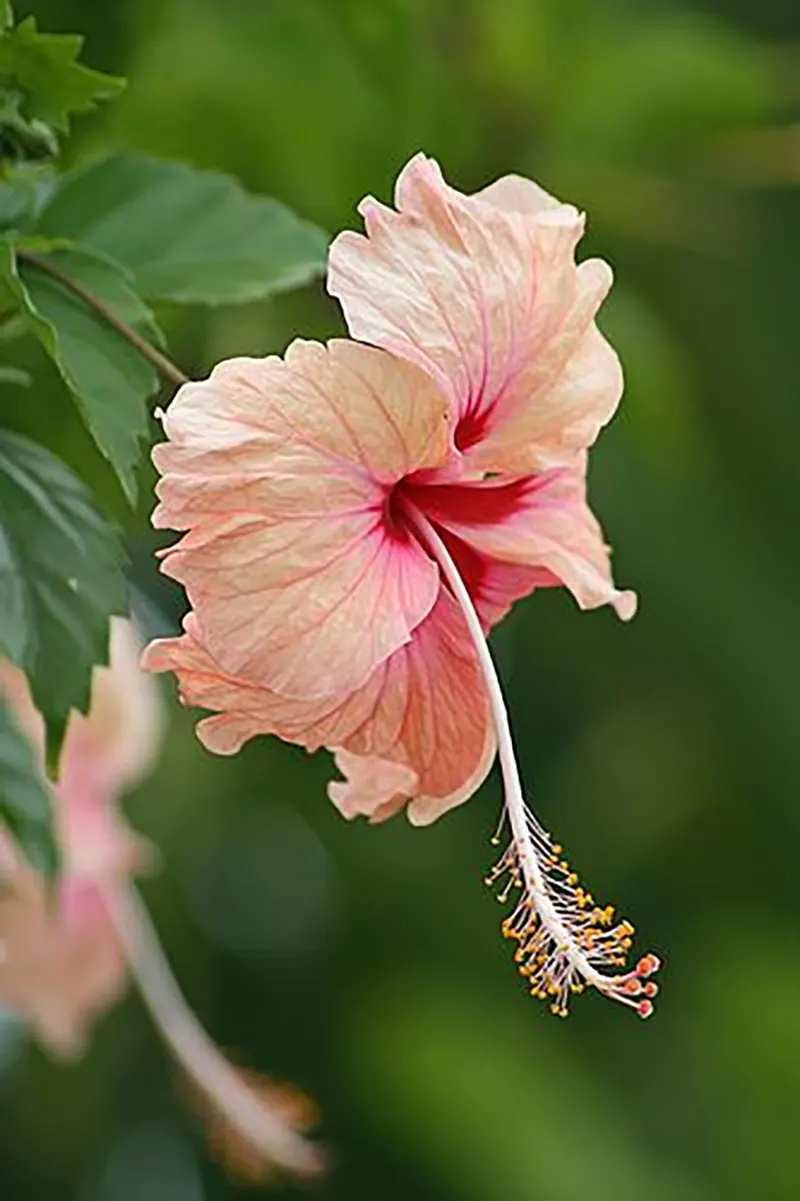 how to prune hibiscus