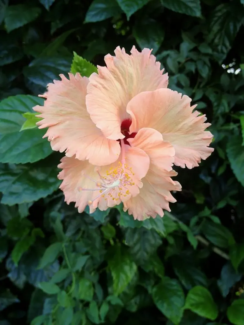 how to prune hibiscus