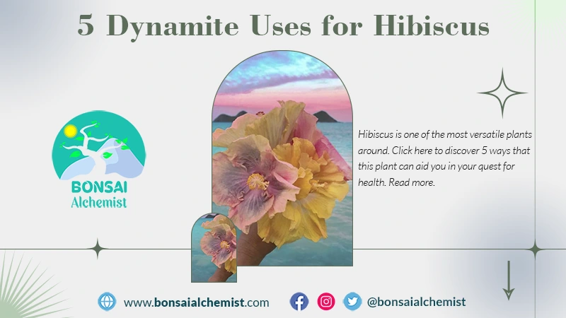 uses of hibiscus