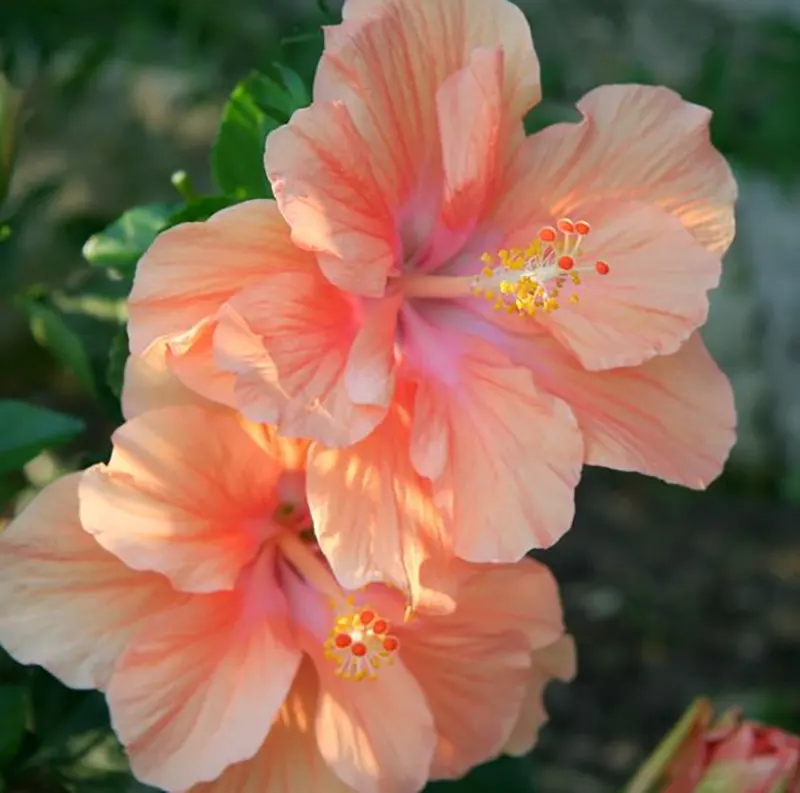 uses of hibiscus