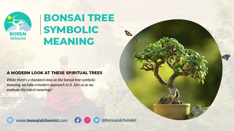 Bonsai Tree Symbolic Meaning:  A Modern Look at these Spiritual Trees