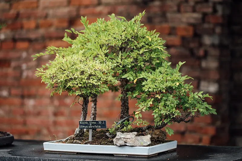 when do chinese elm trees bloom